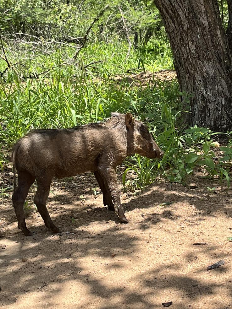 Warthogs are a common and welcome visitor.